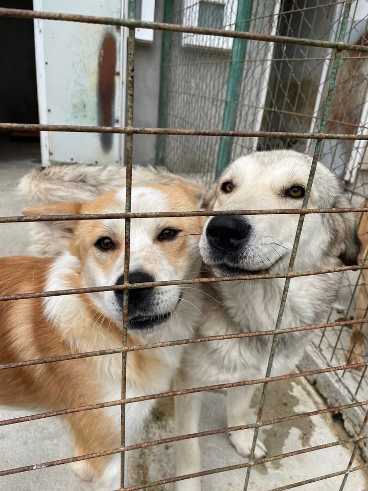 LendAPawRescue's tweet photo. Pups in pension need food 🙏 any help with this cost would be greatly appreciated. A little as £1 will feed a pup for one day. Ways to give below 👇 

Bank - 08-92-99 / 67355028 account name Lend A Paw Rescue

https://t.co/4tGCxn5t27 

Mention “food” 🙏♥️🍀 https://t.co/Ff9ha9Jsya