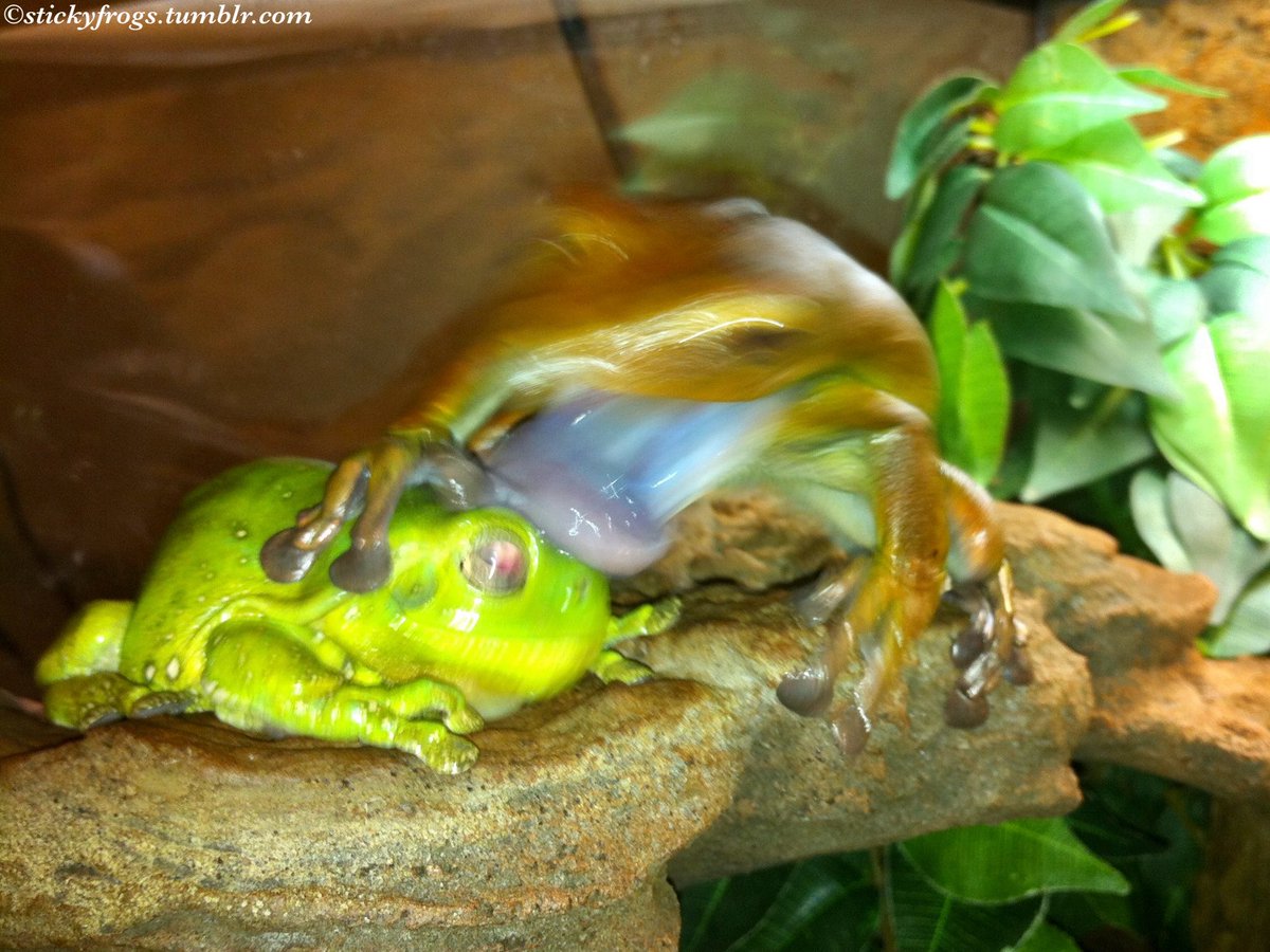 stickyfrogs's tweet image. It is Dinner Night! Round Frog checks if Jens is Dinner!