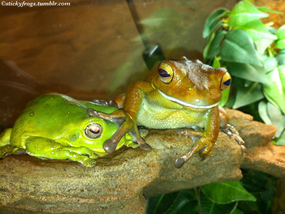 stickyfrogs's tweet image. It is Dinner Night! Round Frog checks if Jens is Dinner!