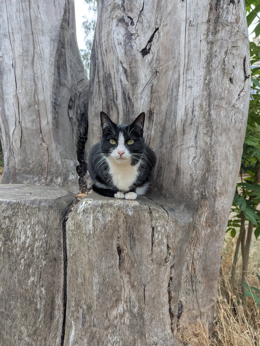 Clarence Square tweet media