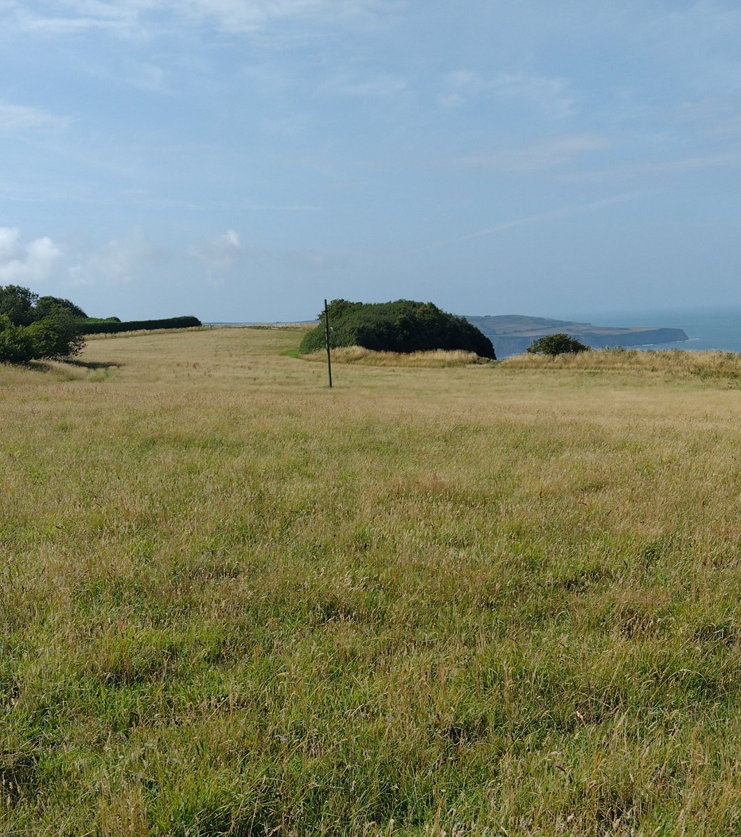 Every clifftop meadow needs a rocket post!
If you like #butterflies then strongly recommend a cliff top walk between Ravenscar and Hayburn Wyke. Clouds if them out today.
