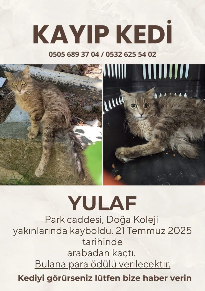 ❗️Ankara - Park Caddesi kayıp kedi ilanı❗️