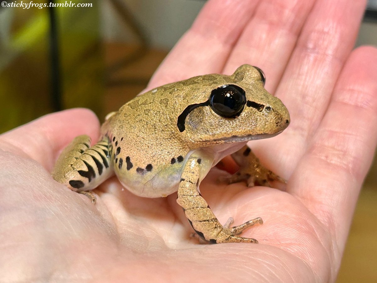 stickyfrogs's tweet image. Trevor is Stretching on the Hand tonight to show off all of his Handsomeness!