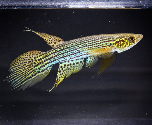 Killisfundation's tweet photo. Moema pepotei, males – Iténez/Guaporé Basin, Bolivia
📷 Photos by Heinz Arno Drawert
#Killifish #Rivulidae #Moema #Bolivia #Iténez #Guaporé #fish #biodiversity #killifishfoundation #nature https://t.co/HcsDEFA2lr