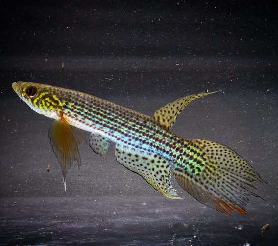 Killisfundation's tweet photo. Moema pepotei, males – Iténez/Guaporé Basin, Bolivia
📷 Photos by Heinz Arno Drawert
#Killifish #Rivulidae #Moema #Bolivia #Iténez #Guaporé #fish #biodiversity #killifishfoundation #nature https://t.co/cEdNXDcs3w