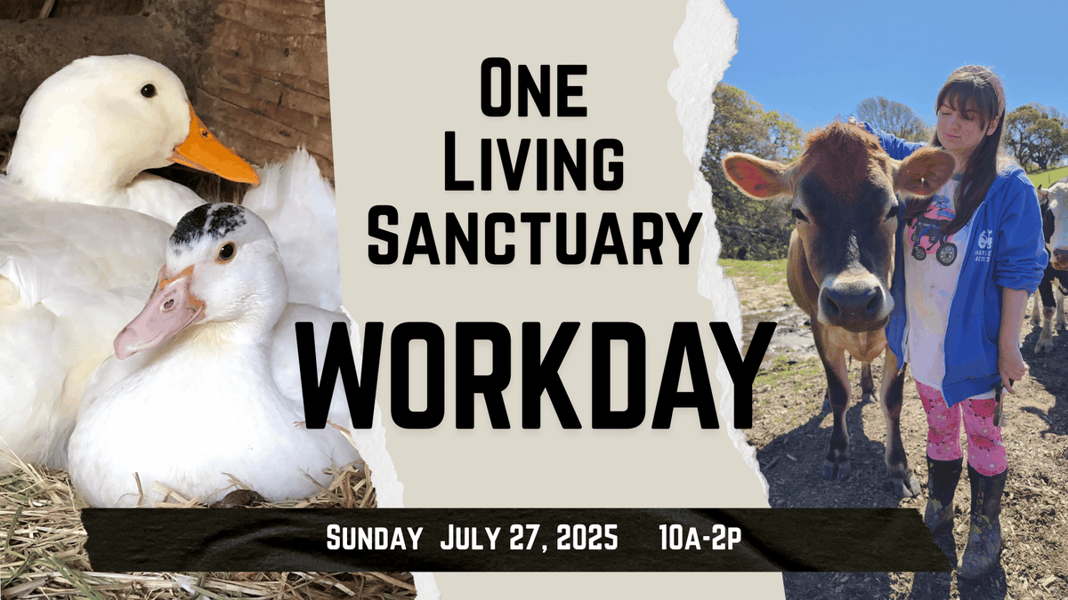 CarlaForJustice's tweet photo. Join us for a fulfilling Animal Sanctuary Workday at a peaceful haven for rescued pigs, goats, chickens, cows, and more in Martinez, CA! Let’s make a difference together! 🌿🐾

🗓️ Sunday, July 27 • 10 AM–2 PM
🎟️ RSVP here: https://t.co/pP7Js203v0 https://t.co/SvDKrPudW4