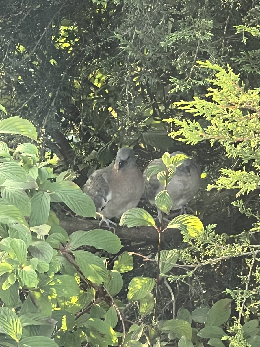 MissTaylor_EYFS's tweet image. Second brood of baby pigeons in our garden this year. These two have set up camp outside J’s bedroom window and we are loving watching them! 🐦