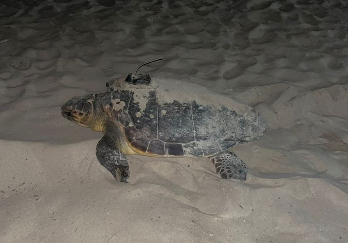 RevistaQuercus's tweet image. En menos de dos semanas la tortuga boba "Dálmata" ha puesto más de 200 huevos en dos puestas: una en una playa de Cataluña y otra en la Comunidad Valenciana. Su historia se ha podido conocer gracias al emisor satelital que lleva puesto revistaquercus.es/noticia/9124/e…