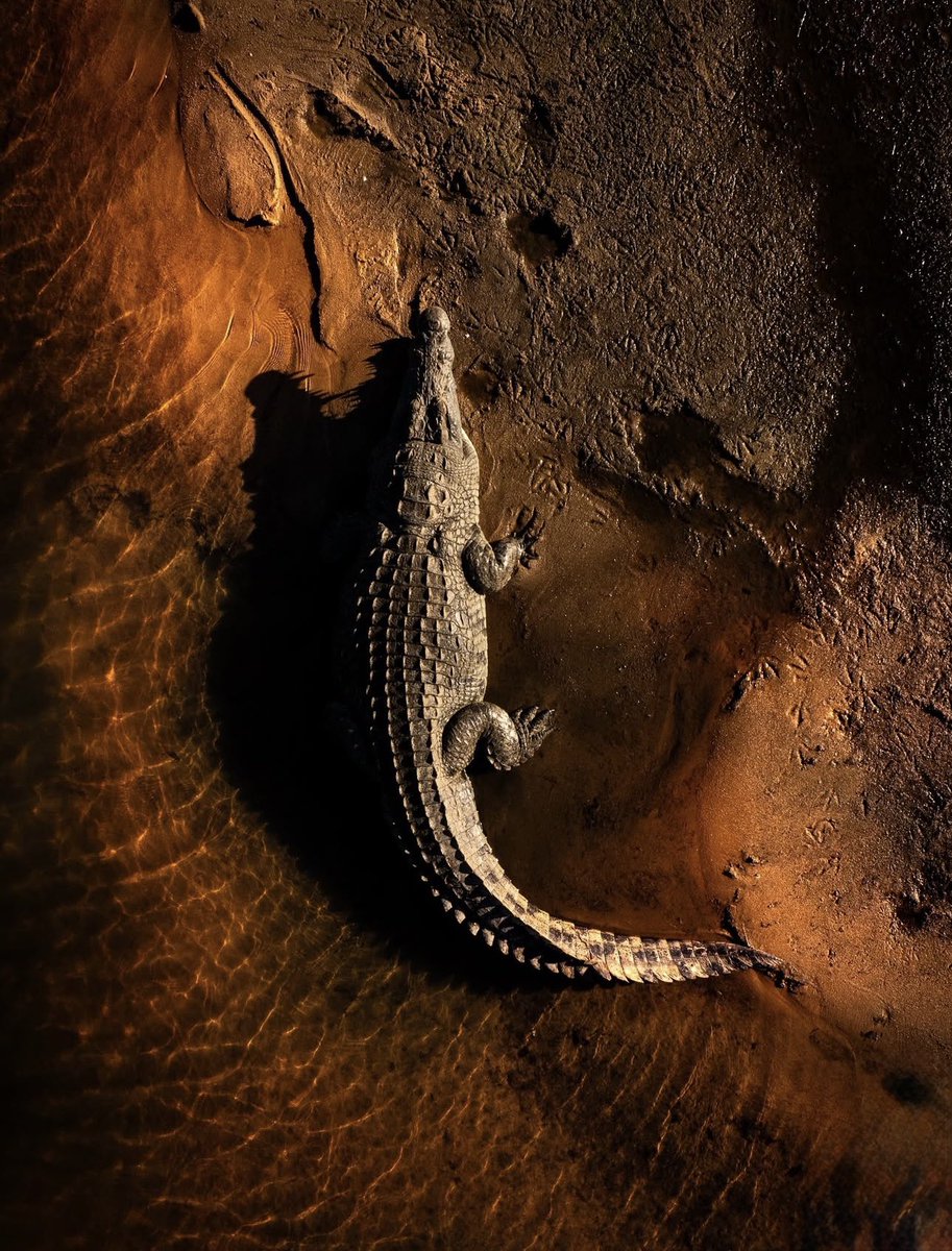 Operation Crocodile #player #crocodile #relocation