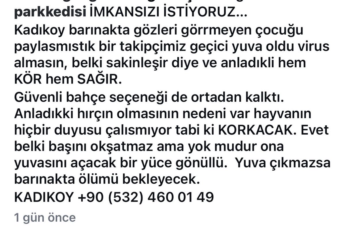 Gözleri görmüyor kulakları duymuyor barınaktaymış biri geçici yuva olmuş fakat yuva çıkmazsa akıbeti vahim acil yuva kadıköy