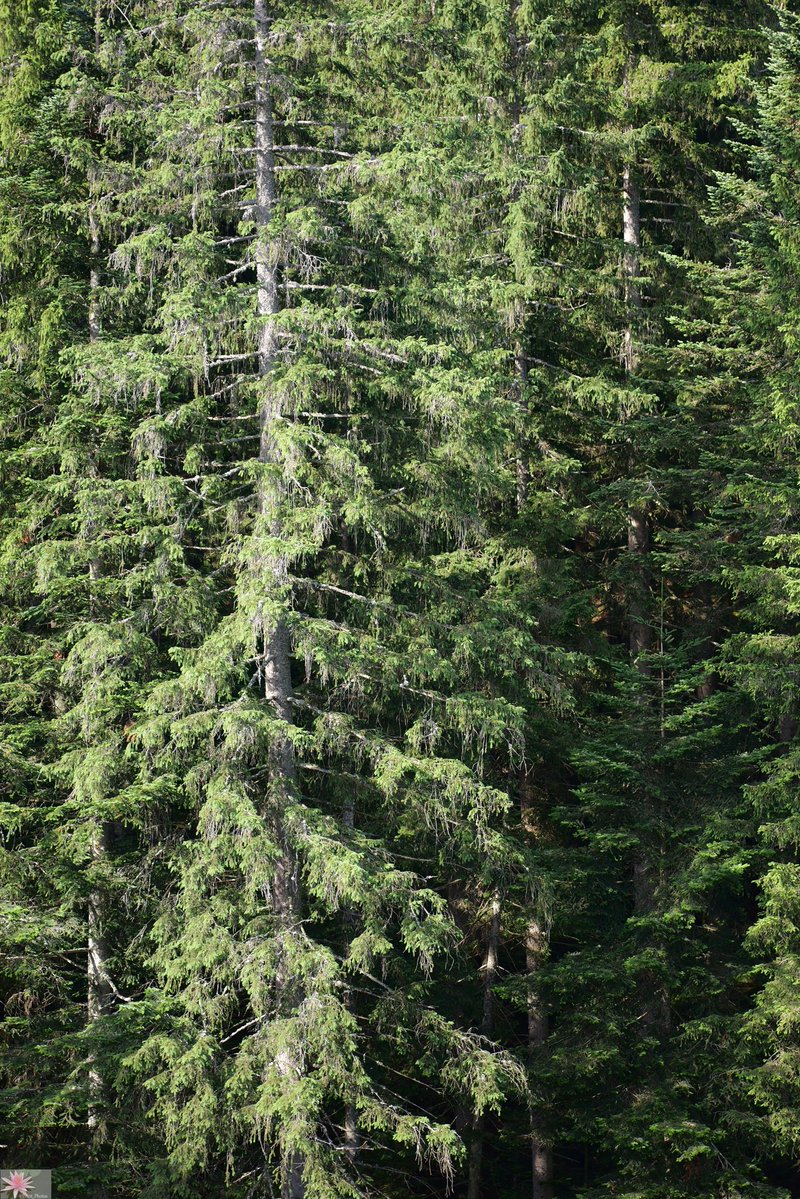 Point_Photos's tweet image. In nature - In der Natur - I nature - In de natuur - Nella natura - En la naturaleza - Dans la nature / (2/2)