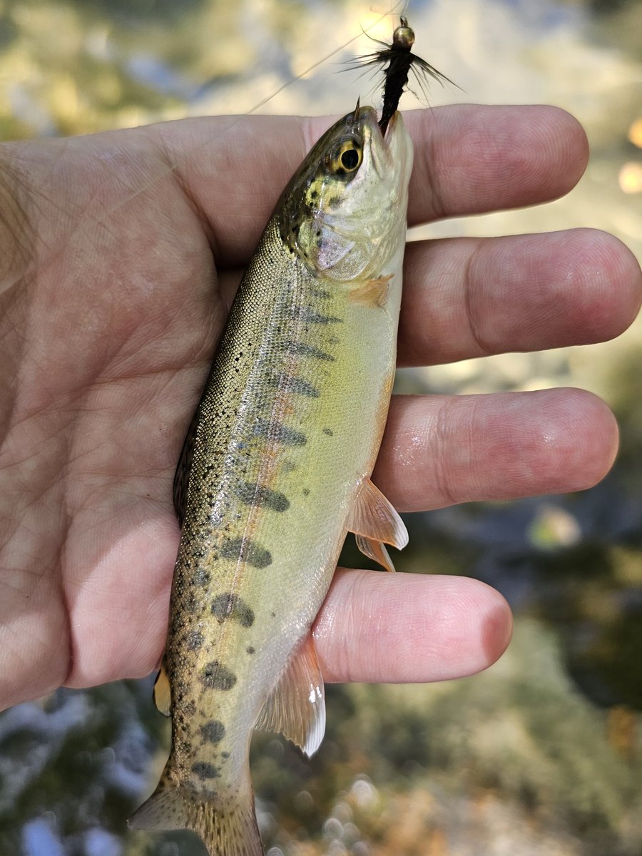 SimonMahan's tweet image. I've been trout fishing every day for the past five days and it's been phenomenal.