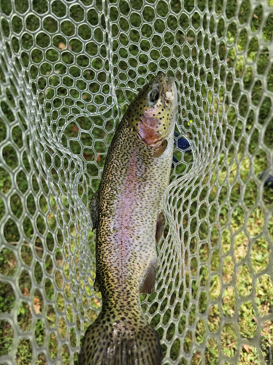 SimonMahan's tweet image. I've been trout fishing every day for the past five days and it's been phenomenal.