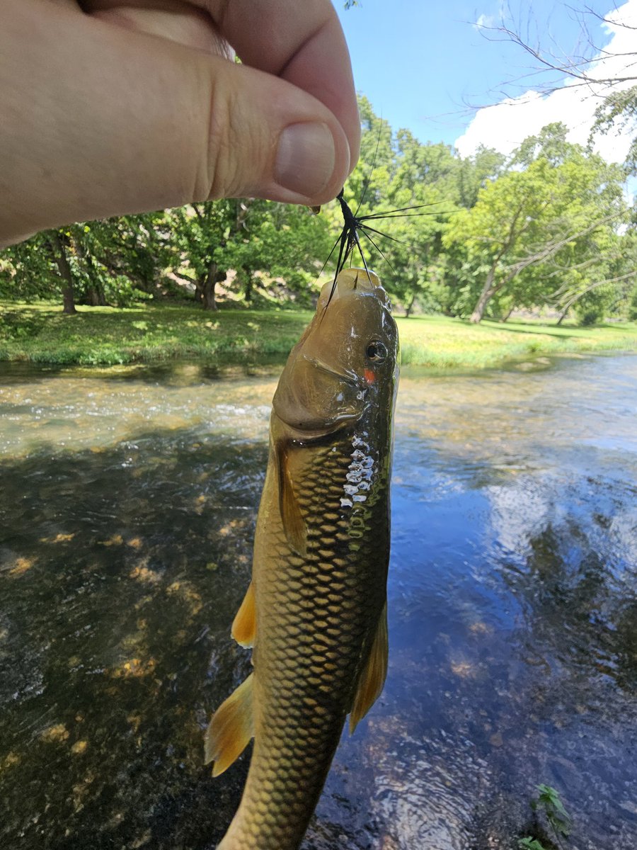 SimonMahan's tweet image. I've been trout fishing every day for the past five days and it's been phenomenal.