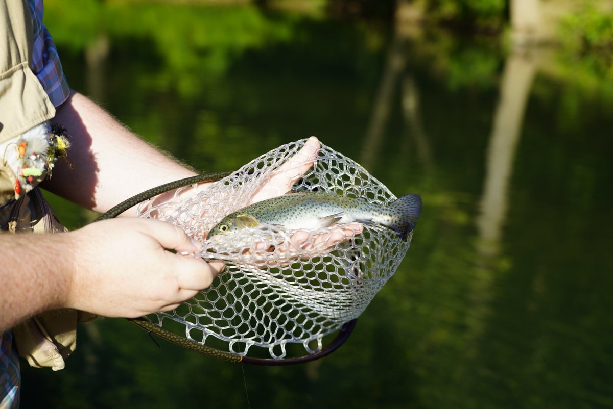 SimonMahan's tweet image. I've been trout fishing every day for the past five days and it's been phenomenal.