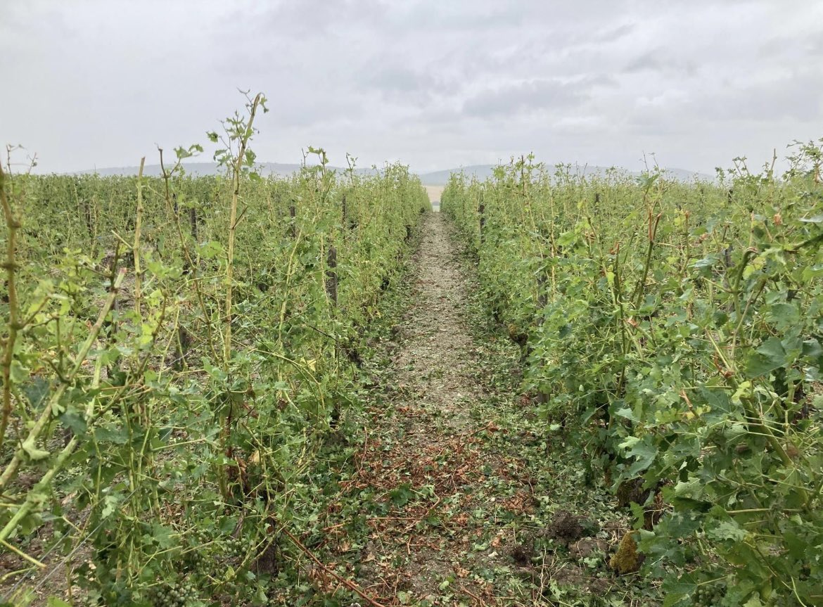 Encore une fois les orages de grêle ont frappé hier les vignobles de Sancerre et de Vauvert! Les dégâts sont souvent très important et les vignerons voient le travail d’une année totalement anéanti…! Les aléas climatiques sont devenus la première cause de fragilisation de notre