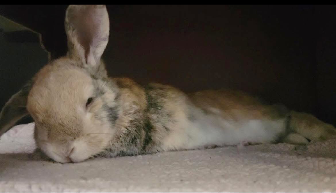 RabbitatsRescue's tweet image. We’re exhausted…so many bunnies under special care; the veterinary visits have been constant.
Some bunnies requiring vet care ⬇️. Plus the usual spay/neuters for our spring intakes, our vet bill is huge.
Can anyone help? ➡️paypal.com/ca/fundraiser/… or ➡️rabbitats.org/donate