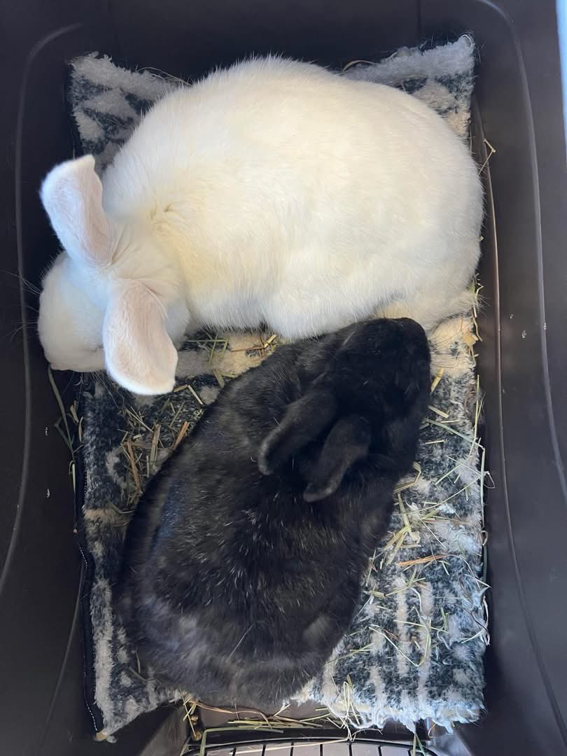 RabbitatsRescue's tweet image. We’re exhausted…so many bunnies under special care; the veterinary visits have been constant.
Some bunnies requiring vet care ⬇️. Plus the usual spay/neuters for our spring intakes, our vet bill is huge.
Can anyone help? ➡️paypal.com/ca/fundraiser/… or ➡️rabbitats.org/donate