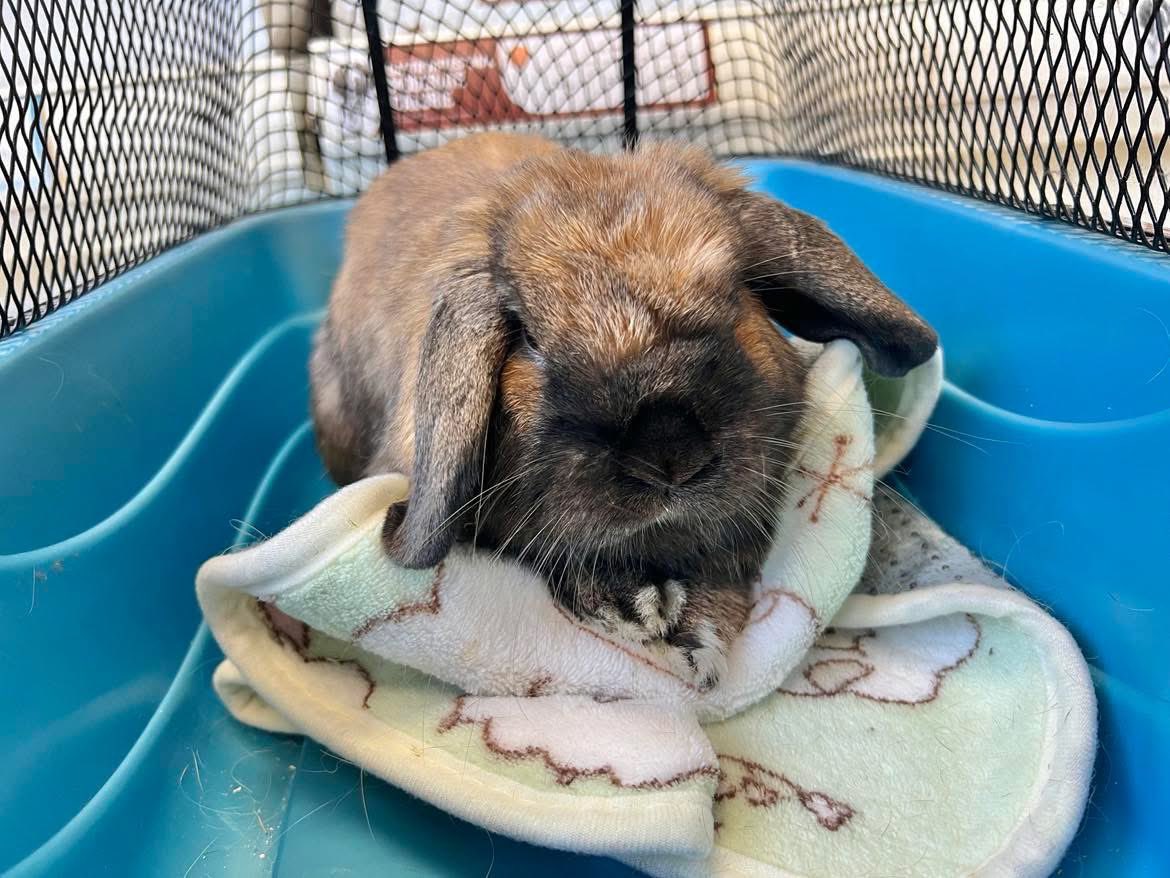 RabbitatsRescue's tweet image. We’re exhausted…so many bunnies under special care; the veterinary visits have been constant.
Some bunnies requiring vet care ⬇️. Plus the usual spay/neuters for our spring intakes, our vet bill is huge.
Can anyone help? ➡️paypal.com/ca/fundraiser/… or ➡️rabbitats.org/donate
