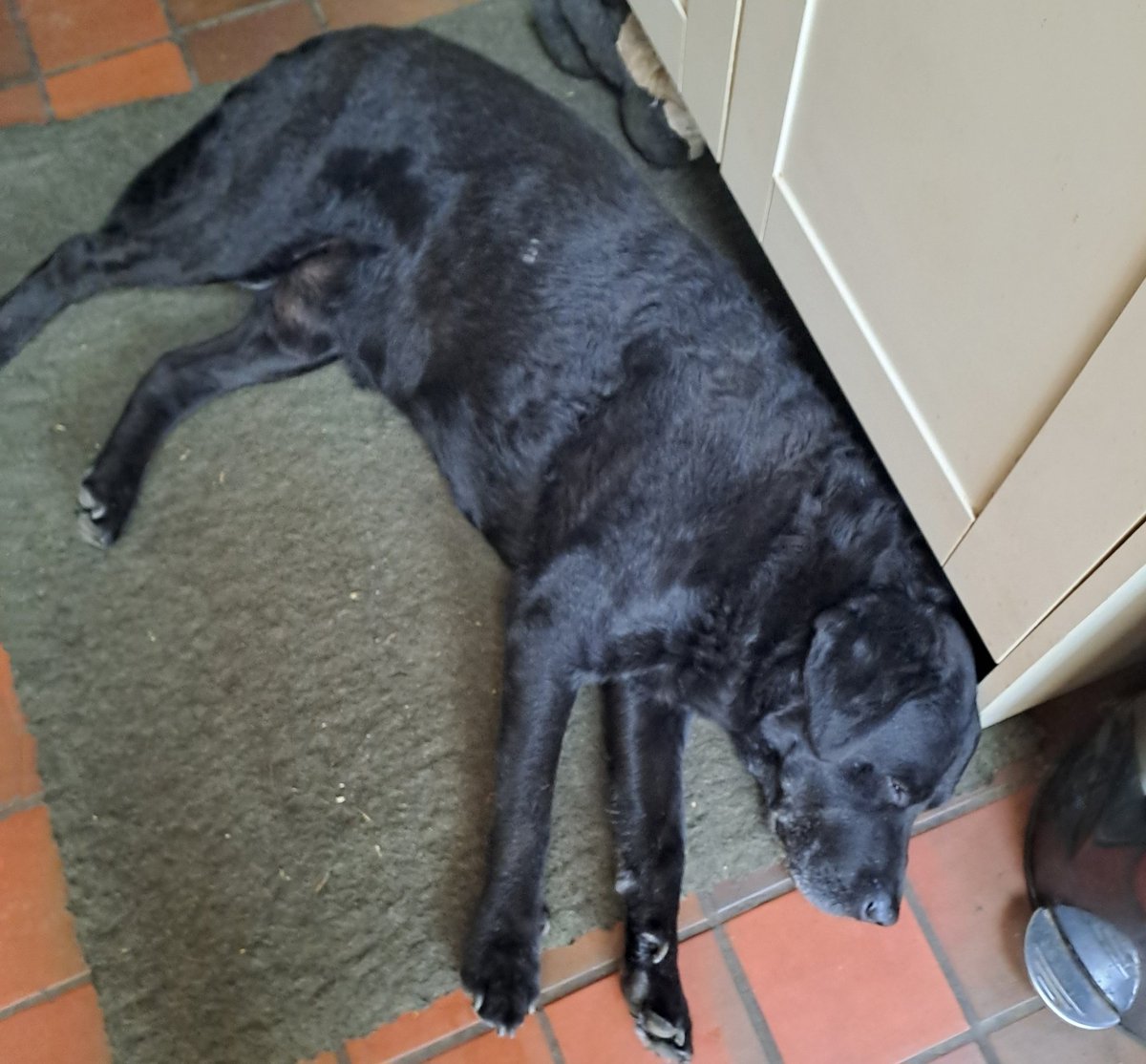 antrojak's tweet image. Mum haf been away eleventy million days (2) to see husis and we haf bin to stay with frens Morag,Fern and Vera. Ladies are zorstin