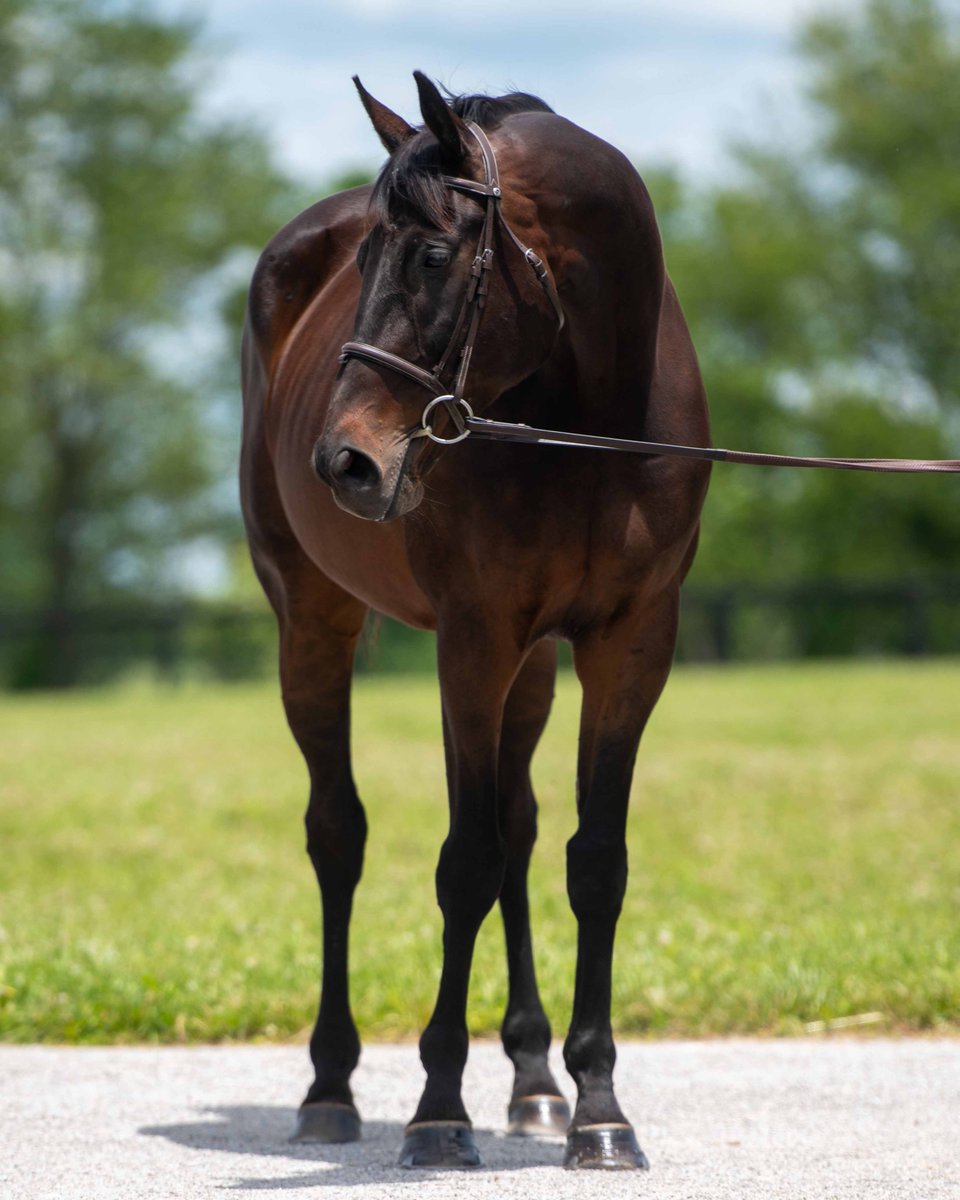 NewVocations's tweet image. 🆕 GUITARZAN (Star Guitar) will be the partner of a lifetime in the right hands! FMI: newvocations.org/horse_detail/1…. "Tarzan" is super classy and is ready to pursue a moderate-impact second career after 50 starts on the track. @resracingky