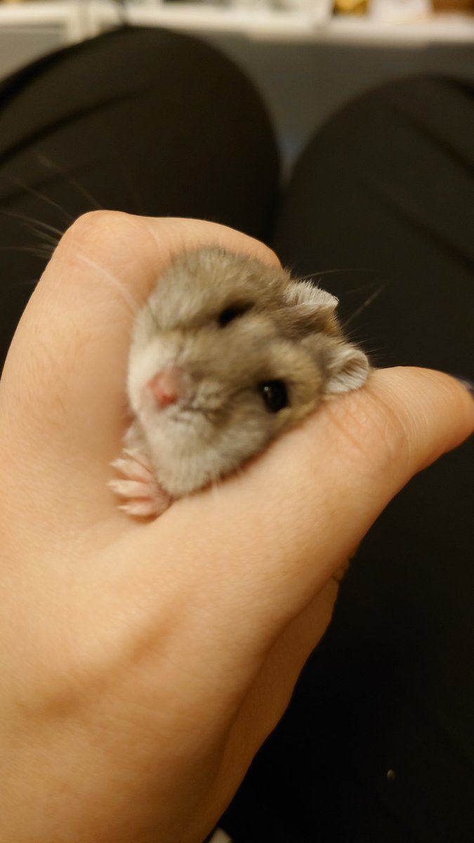 kemari_no_ouchi's tweet image. 手からひょっこりしてて可愛かったんですよ…！！！
なんでシャッターの瞬間に引っ込むの！

🐹うにょーん