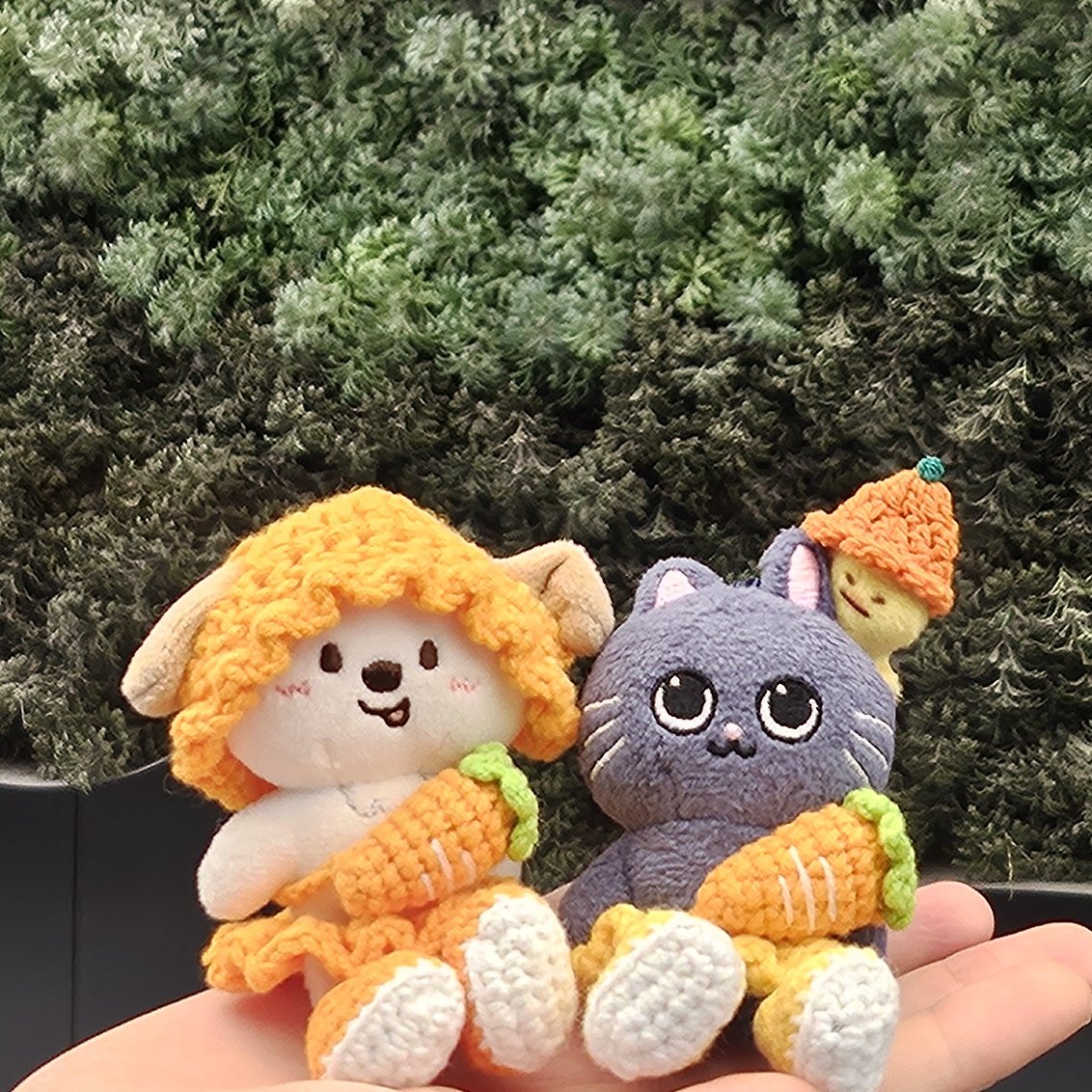 BRIIZeeeeeeeee's tweet image. 제주 왔어예~ 🍊