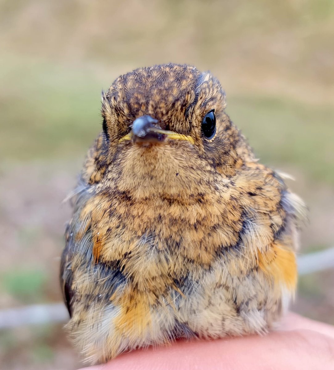 SoultonHall's tweet image. Update on bird survey:
"Lots of juvenile bird around this morning including large numbers of swallows and House Martins.
We ringed 20 new birds. The totals were:
6 Whitethroat
5 Goldfinch
3 Chiffchaff
2 Wren
1 Blue Tit
1 Swallow
1 Robin
1 Blackbird"