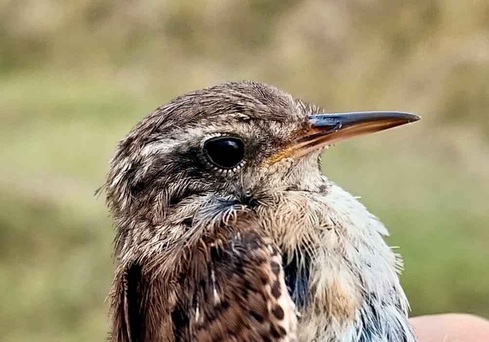 SoultonHall's tweet image. Update on bird survey:
"Lots of juvenile bird around this morning including large numbers of swallows and House Martins.
We ringed 20 new birds. The totals were:
6 Whitethroat
5 Goldfinch
3 Chiffchaff
2 Wren
1 Blue Tit
1 Swallow
1 Robin
1 Blackbird"