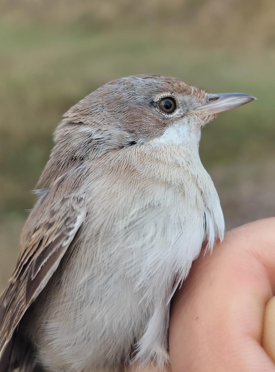 SoultonHall's tweet image. Update on bird survey:
"Lots of juvenile bird around this morning including large numbers of swallows and House Martins.
We ringed 20 new birds. The totals were:
6 Whitethroat
5 Goldfinch
3 Chiffchaff
2 Wren
1 Blue Tit
1 Swallow
1 Robin
1 Blackbird"