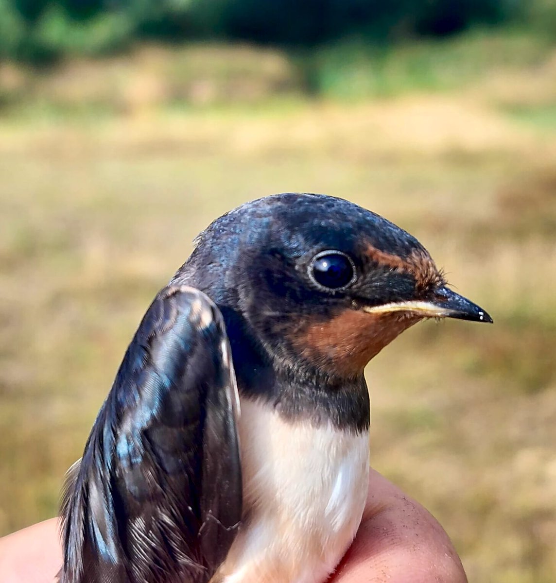 SoultonHall's tweet image. Update on bird survey:
"Lots of juvenile bird around this morning including large numbers of swallows and House Martins.
We ringed 20 new birds. The totals were:
6 Whitethroat
5 Goldfinch
3 Chiffchaff
2 Wren
1 Blue Tit
1 Swallow
1 Robin
1 Blackbird"