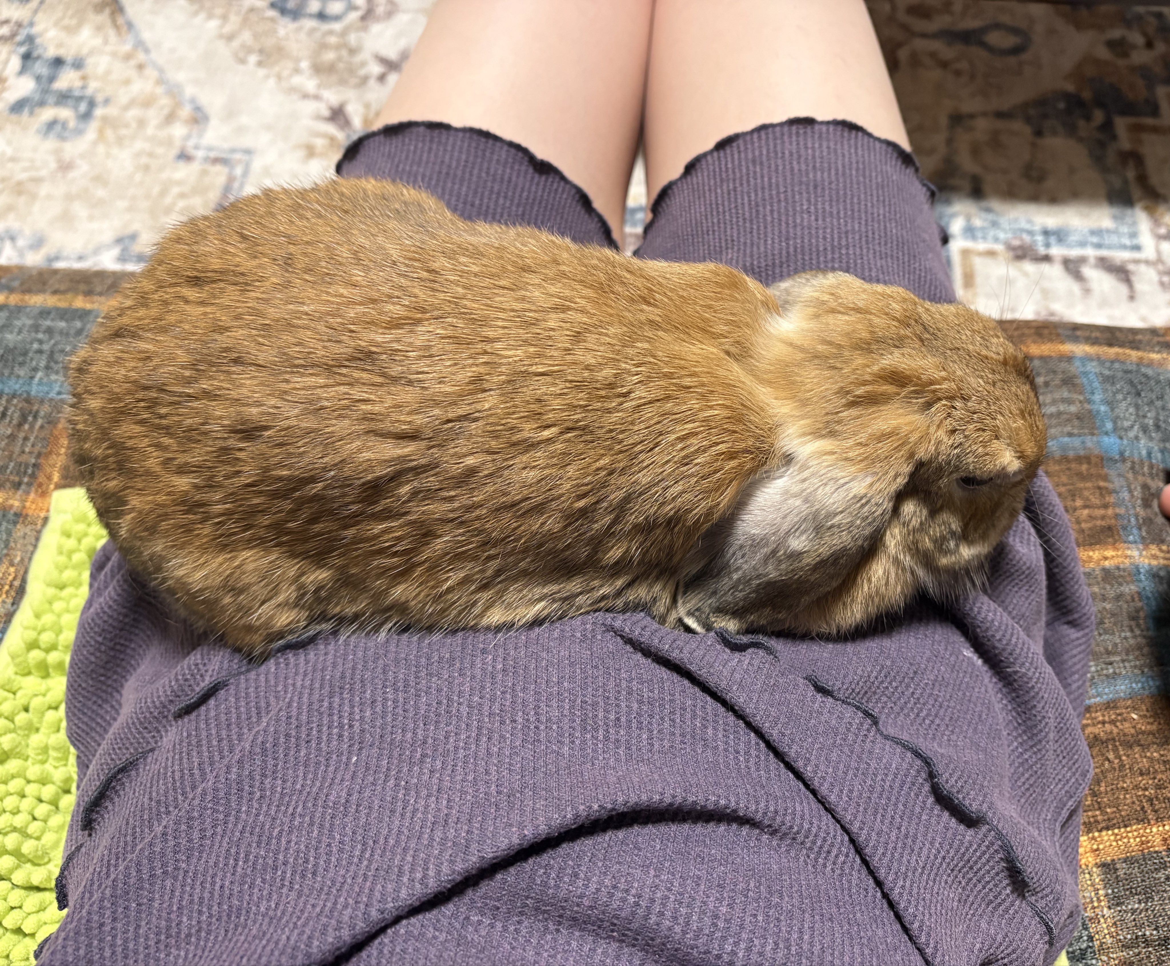 うさぎのおくち わたがしうさぎのめるち on X: 