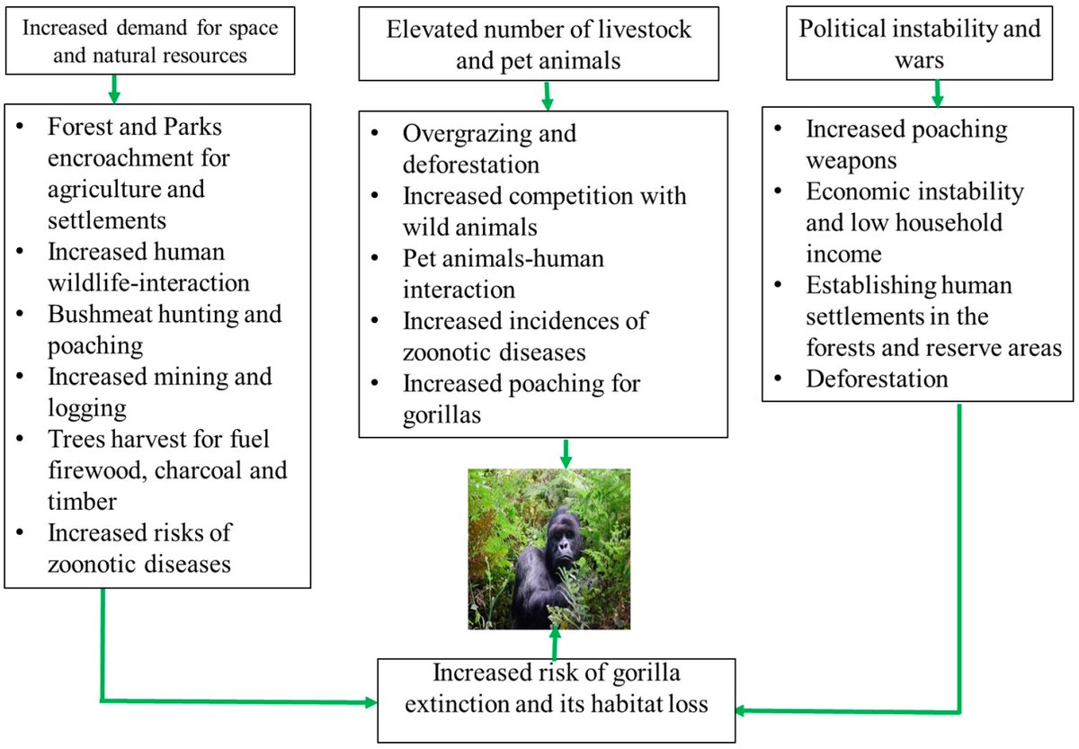 DiversityMDPI's tweet image. 🦍🌍Anthropogenic Pressures on Gorillas: A Case of Grauer’s Gorillas in Maiko National Park, the Democratic Republic of Congo
mdpi.com/1424-2818/16/4… | 2954 views
#GrauersGorilla #Primatology #WildlifeConservation #AnthropogenicImpact