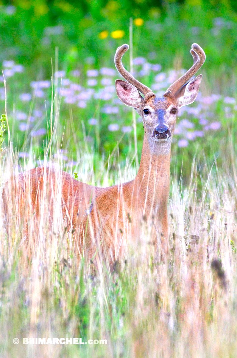Velvet-antlered Whitetail bucks and wild bergamot (the purple flowers) in bloom speak of mid-summer in Minnesota. By early September bergamot flowers will have gone to seed, and whitetail bucks will have shed their velvet, exposing hard antlers.