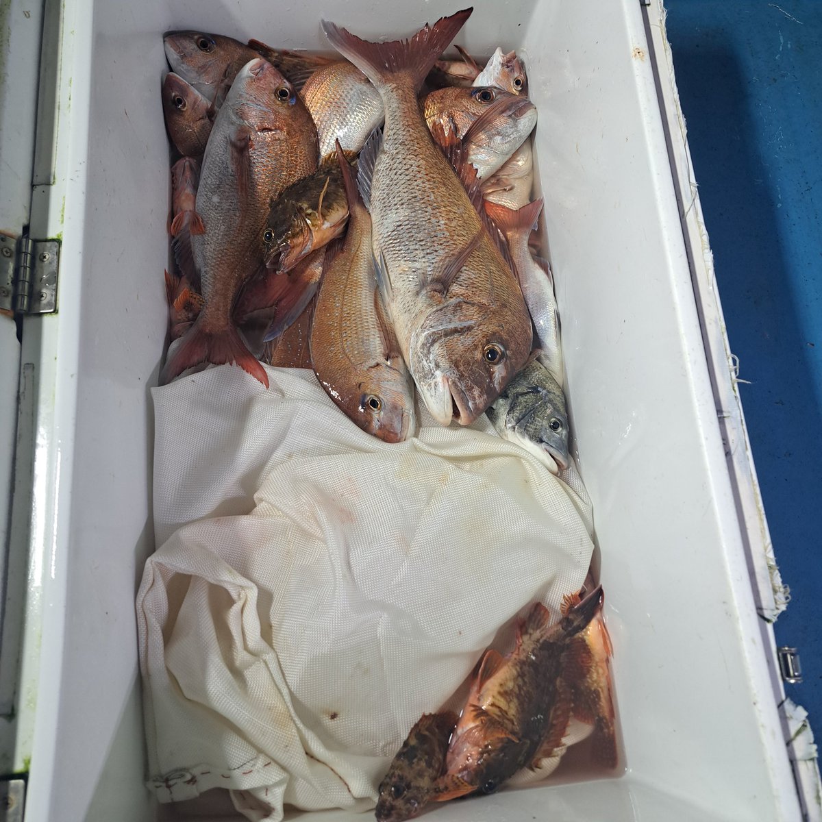 qJ3TfCWcmrrUkL5's tweet image. 獲れた魚は調査行き