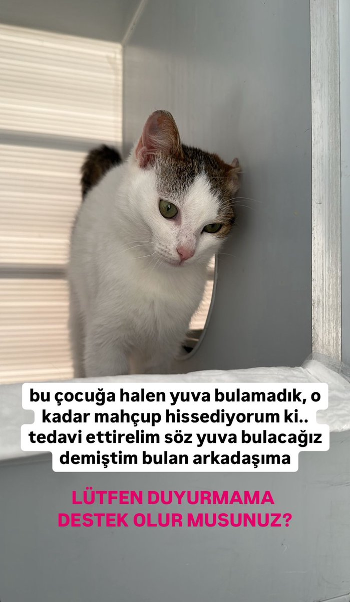 9-10 aylık bu bebişe aylardır yuva bulunamamış.
erkek, kısır.
İSTANBUL'da yuvasını arıyor. 
iletişim (instagram): ciltbakimigercekleri