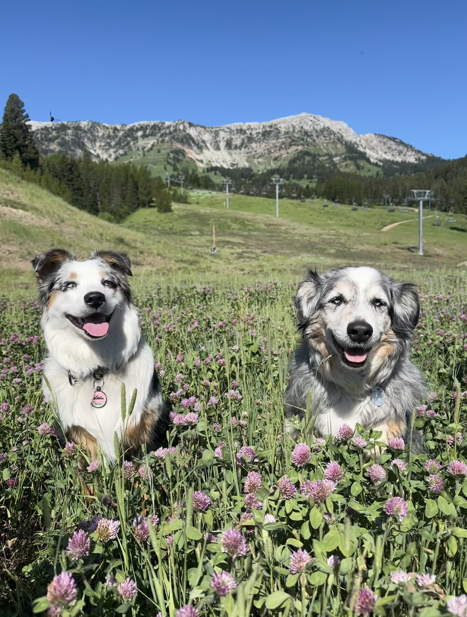 Fetch your Season Pass yet? One week left to take advantage of the best rate!

👤 Everyone must create a new account in our updated store
💳 Payment Plan &amp; Family Discounts available
🗓️ Pass prices go up August 1

bridgerbowl.com to buy now