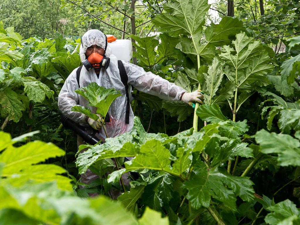 perm36_6's tweet image. 🌿 По просьбам наших подписчиков мы подали жалобу на борщевик в посёлке Курашим. Вы можете тоже
Недавно к нам обратились наши подписчики из этого посёлка. Они пожаловались, что всё вокруг затягивает этим опасным растением, а власти бездействуют и говорят что денег нет.
Мы…