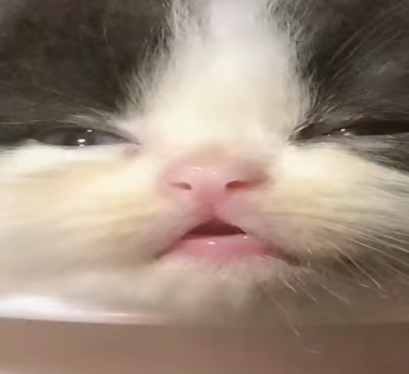 vxunderground's tweet image. Summary of XSS takedown

- Europol says admin arrested
- Website defaced
- People suspect moderator arrested, not admin
- Backup domain live
- Backup domain down
- Backup domain live
- Backup domain down
- Backup domain live (maybe? again?)
- XSSer blame westerners, or something…