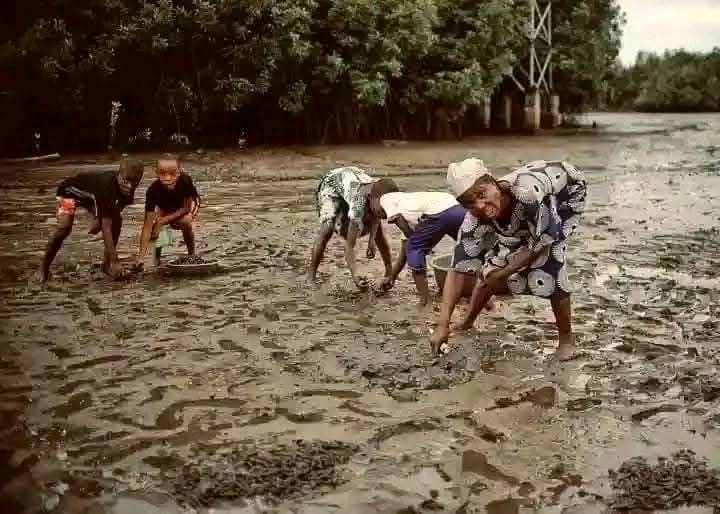 DiriAmos's tweet image. Despite the usual oil spillages on our waters and lands, the Ijaw people are never deterred from picking periwinkles.
It is an age long culture and practice in Ijaw land.
We are not lazy, idle or fiddle.
We are strong, resilient and courageous.
