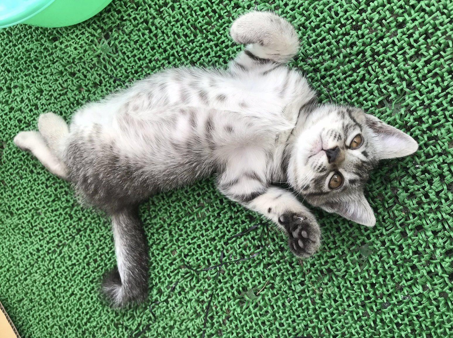 トラ猫ゴロー hq720.jpg?sqp=-