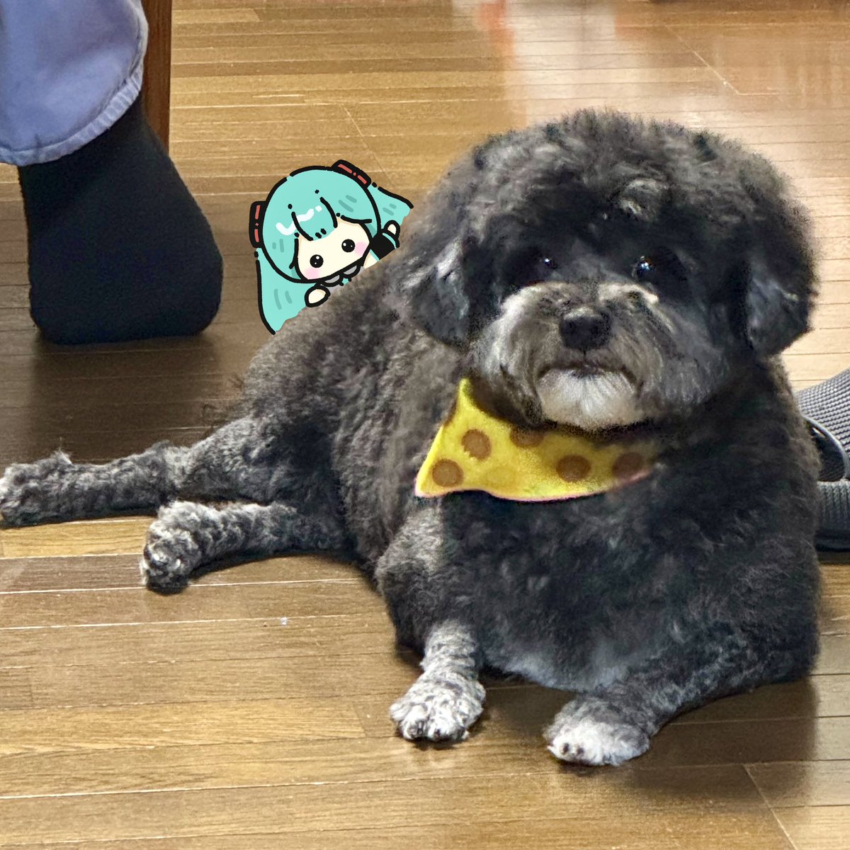 Rikachis2's tweet image. うちのイッヌ(実写)とミクさん❤️

カット行ったら羊になって帰ってきた🐑笑