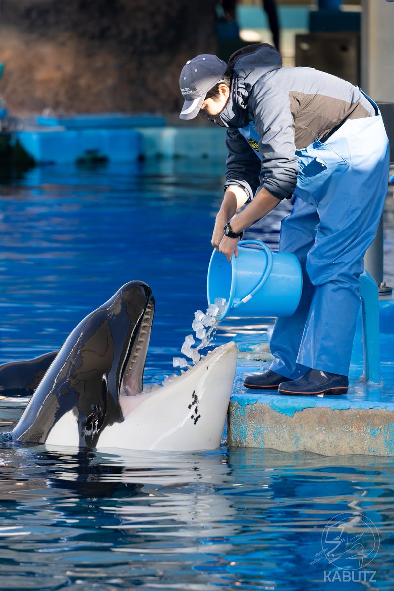 curve_ni's tweet image. #暑いので涼しくなる画像を貼れ

暑い時は氷がぶ飲みしようぜ！