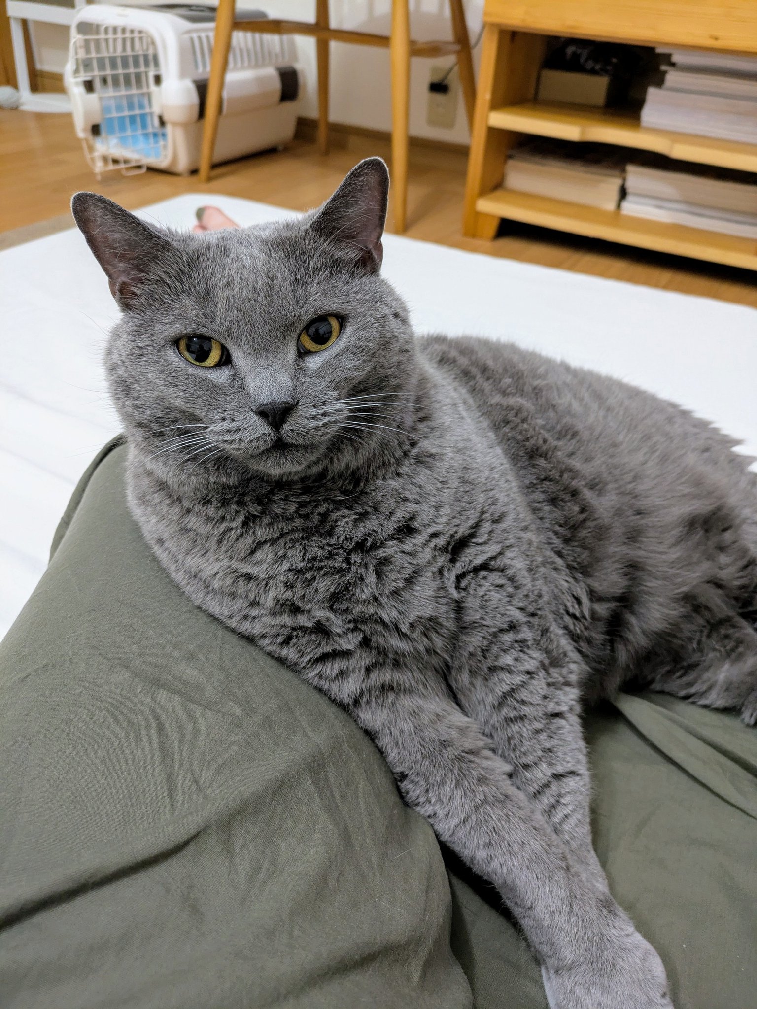 テレフォン猫⭐︎ itoyui90 on X: 