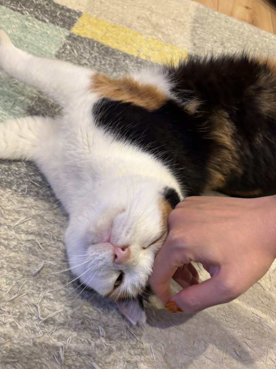 moonchan67's tweet image. なでなでしたら幸せそうにしている

 #猫のいる幸せ
 #猫好きさんと繋がりたい