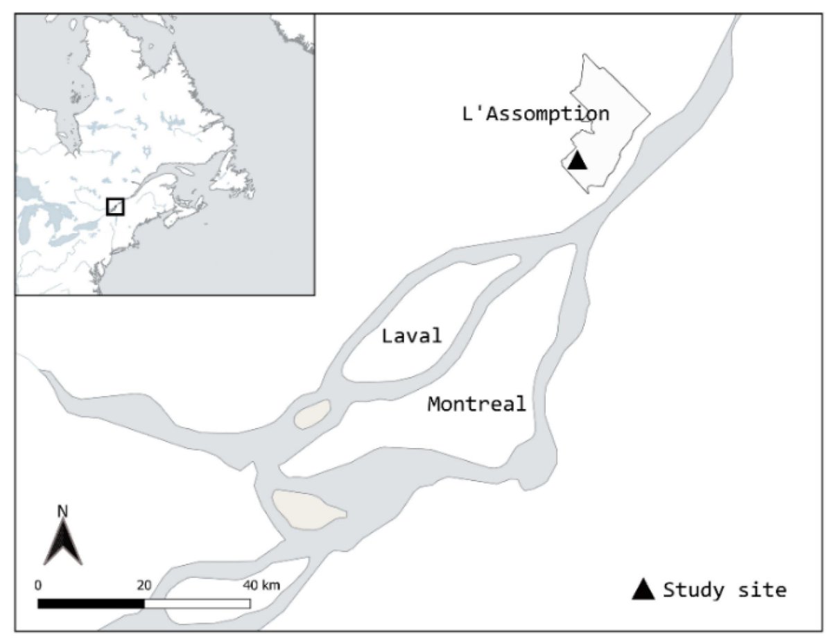 DiversityMDPI's tweet image. 🌿🕷Invasive Glossy Buckthorn (Frangula alnus) Has Weak Impact on Native Understory Plant and Saprophagous Macroarthropod Communities
by Gabrielle Roberge et al.
mdpi.com/1424-2818/16/9… | 2812 views
#InvasiveSpecies #FrangulaAlnus #ForestEcology #PlantCommunities