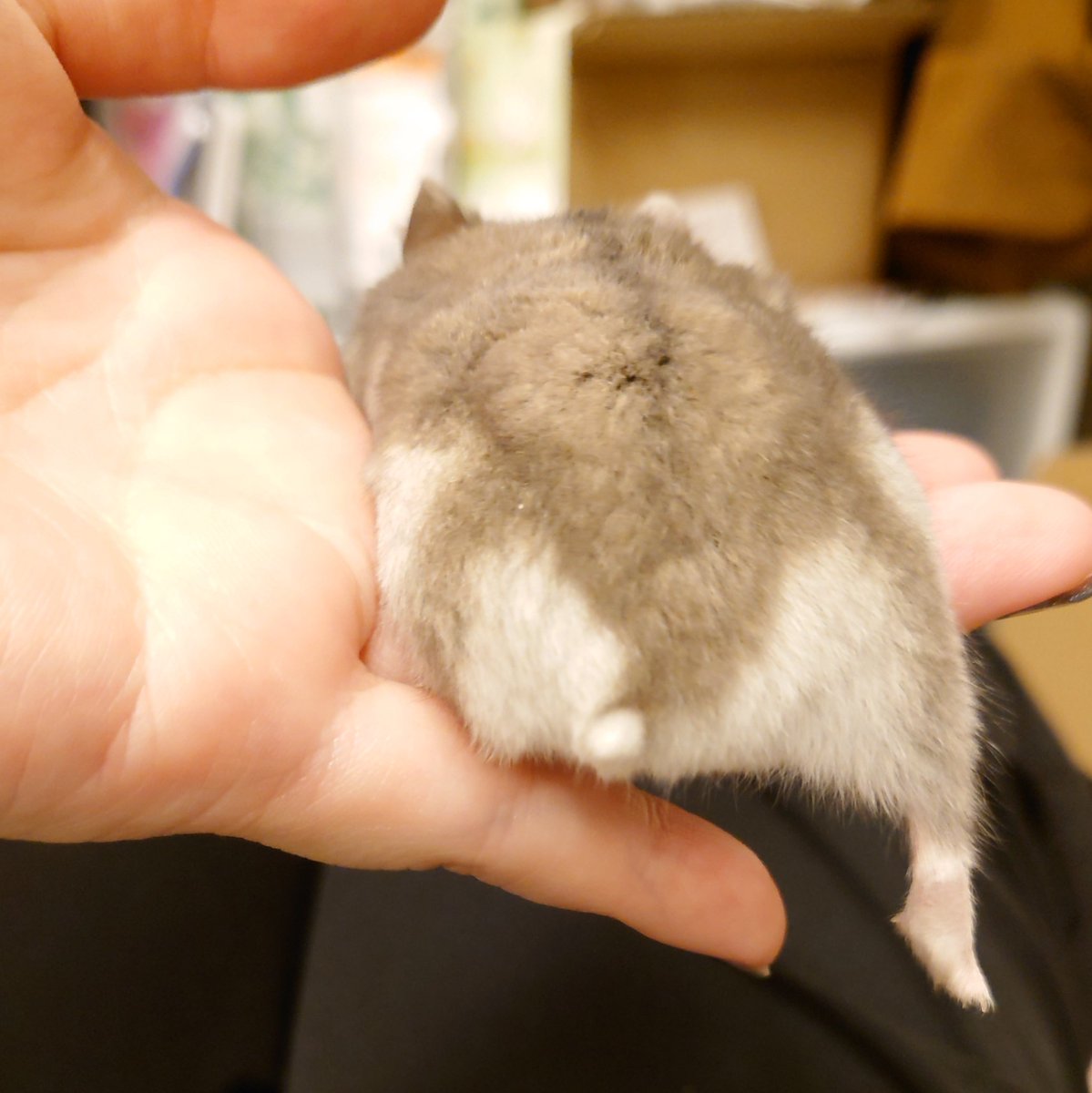 kemari_no_ouchi's tweet image. 🐹いなりの おちり