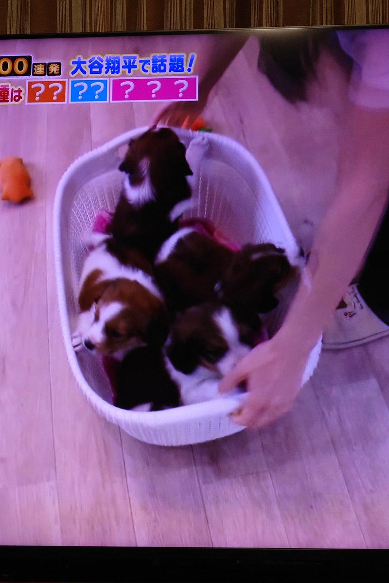 Chloris_heart's tweet image. ここの犬舎にいぬさんの同胎の兄弟が貰われて行ったんだけど、存在が消されたんだよね。ブログ、インスタで出て来なくなってホムペからも消えた。
いぬさんの兄弟どこ行った?