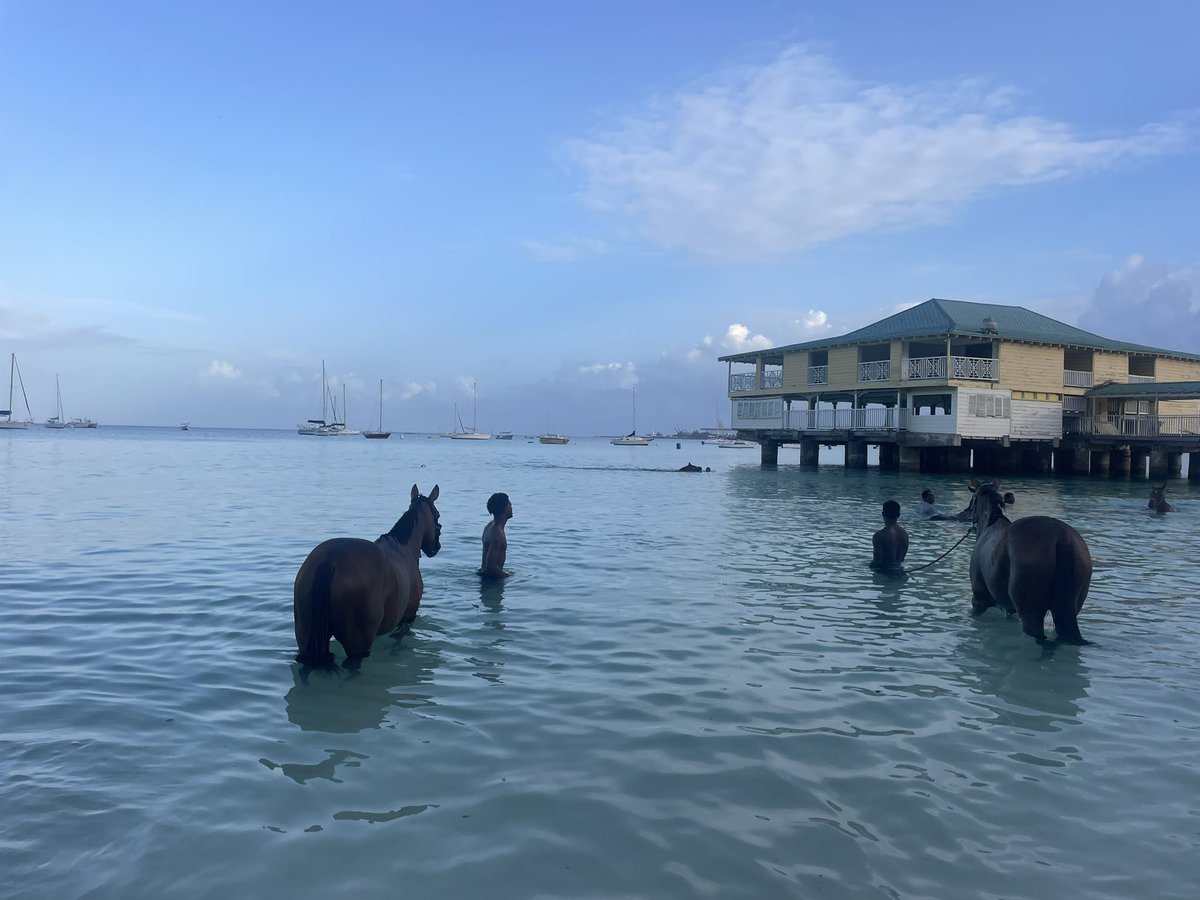 DAOSPEDept's tweet image. Some of the pupils made the early get up this morning at 5:30am to walk to see the local race horses being bathed in the sea! A once in a lifetime experience at pebble beach!🏖️ 🐎