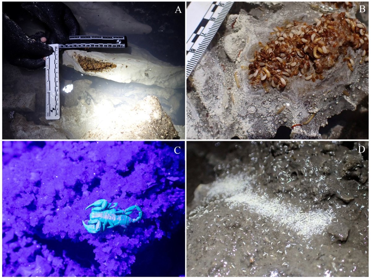 DiversityMDPI's tweet image. 🦠🌋Exploring Biodiversity and Food Webs in Sulfur Cave in the Vromoner Canyon on the Greek–Albanian Border
by Serban M. Sarbu et al.
mdpi.com/1424-2818/16/8… | 2957 views
#Biodiversity #SulfurCave #Extremophiles #FoodWebs #VromonerCanyon #SubterraneanEcology #Chemosynthesis